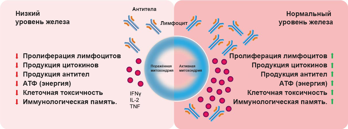 covid vaccine need ferum